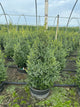 Buxus microphylla 'Green Mountain'