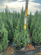 Juniperus chinensis 'Blue Point'