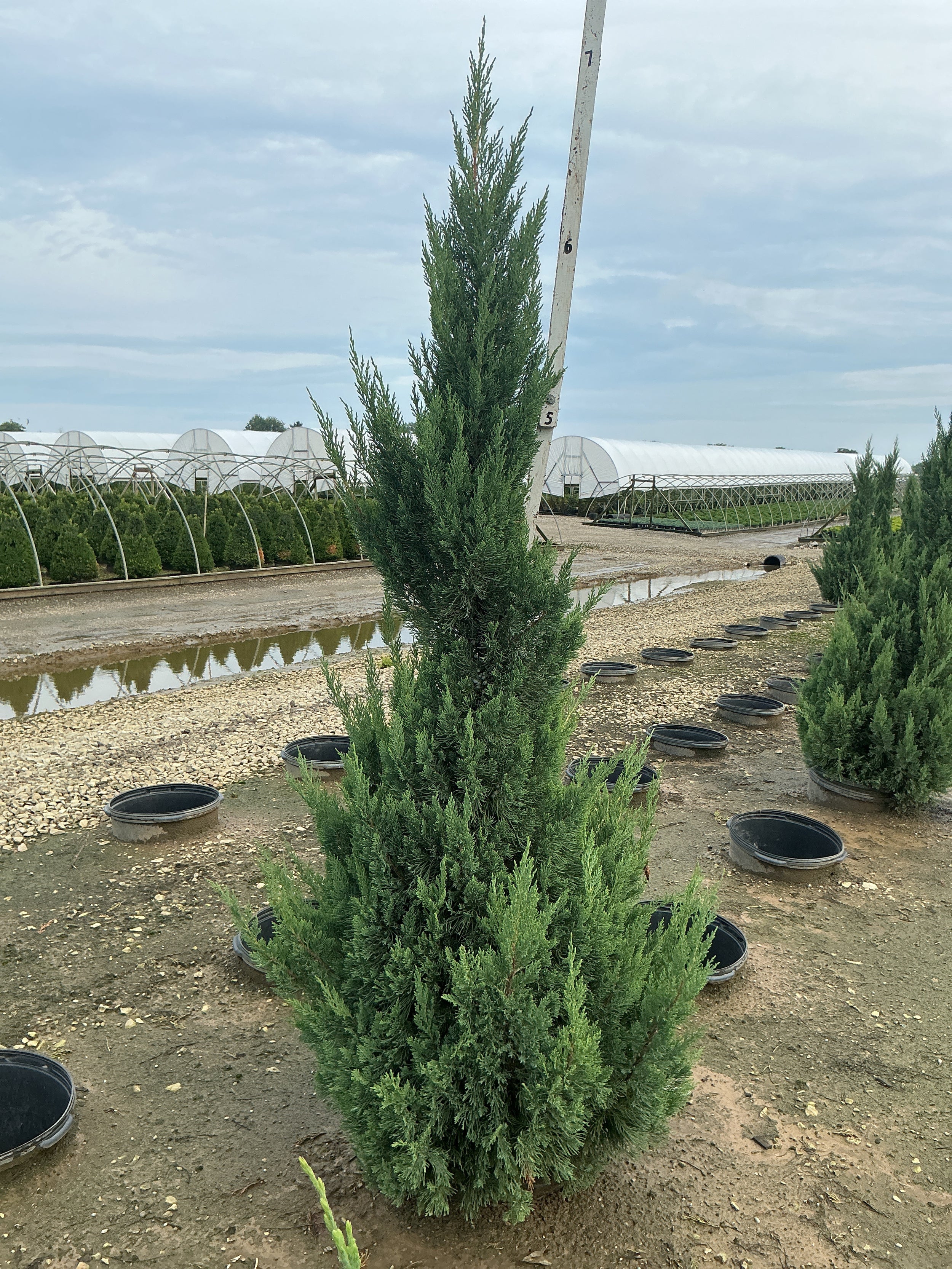 Juniperus chinensis 'Blue Point'