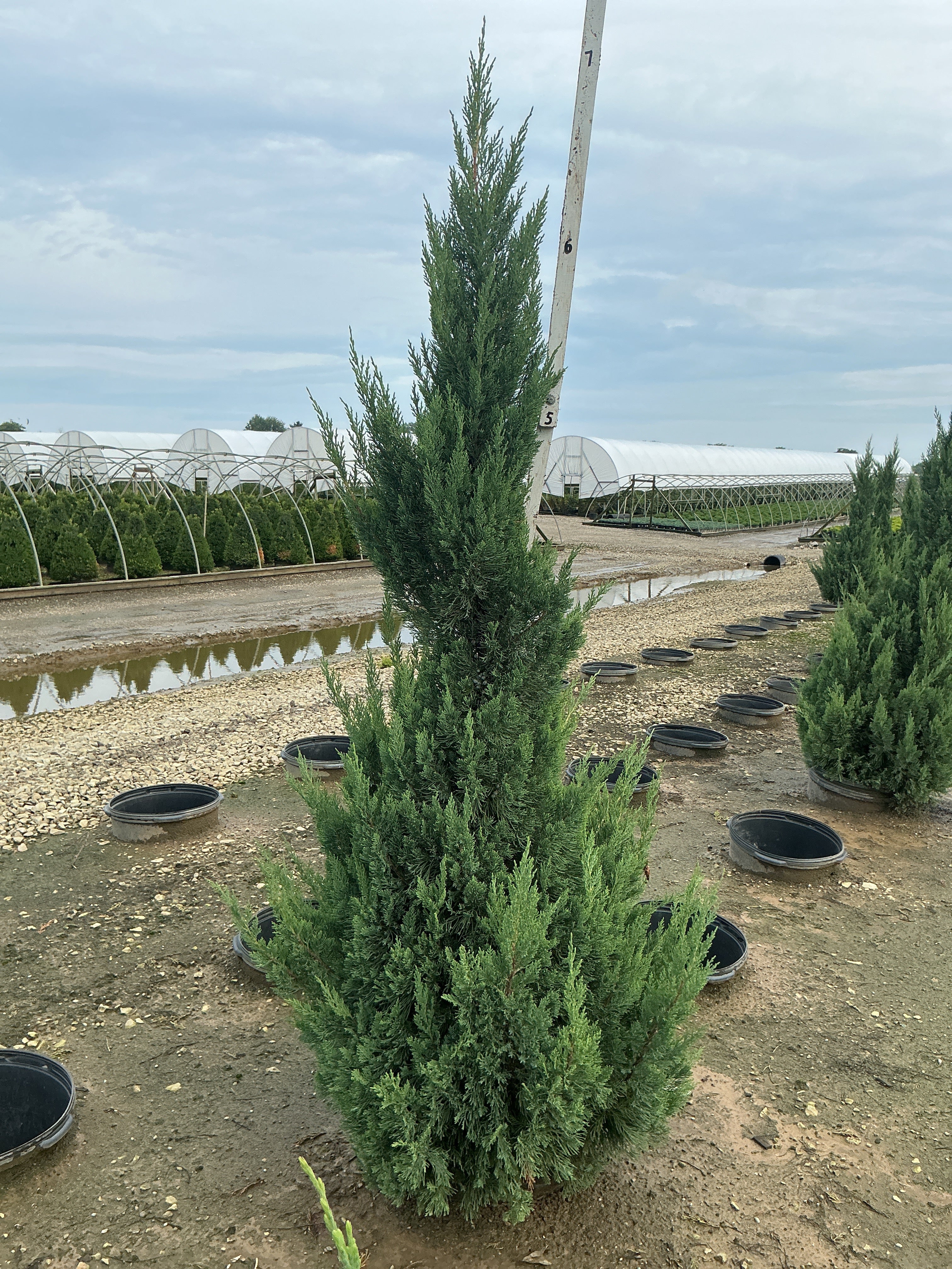 Juniperus chinensis 'Blue Point'