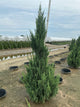 Juniperus chinensis 'Blue Point'