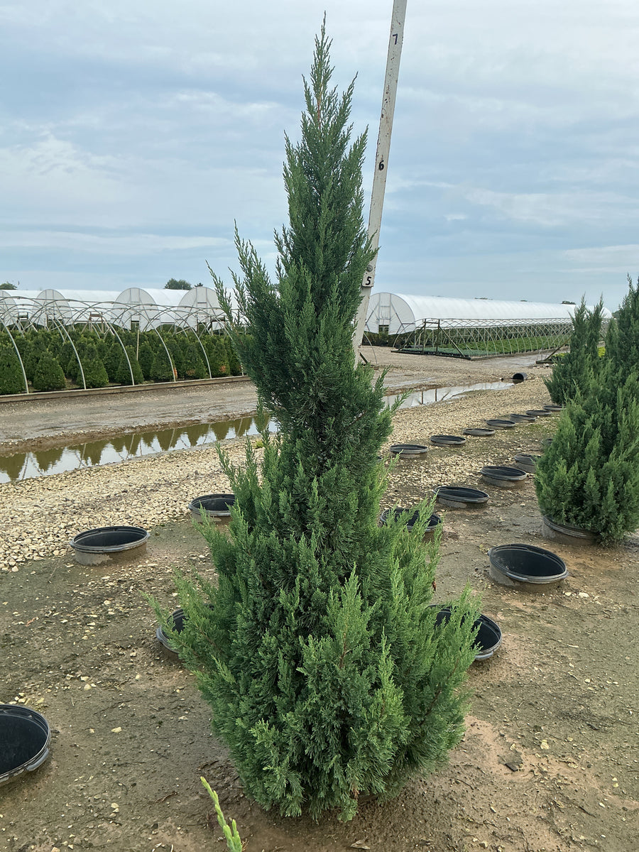 Juniperus chinensis 'Blue Point'