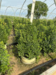 Buxus x 'Cranberry Creek'