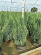 Juniperus chinensis 'Blue Point'