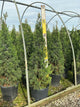 Juniperus chinensis 'Hetzii Columnaris'