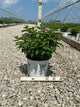 Hydrangea paniculata 'Bobo'