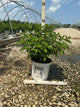 Hydrangea paniculata 'Bobo'