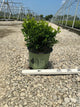 Buxus newgen 'Independence'