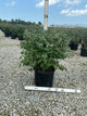 Euonymus alatus 'Compactus'