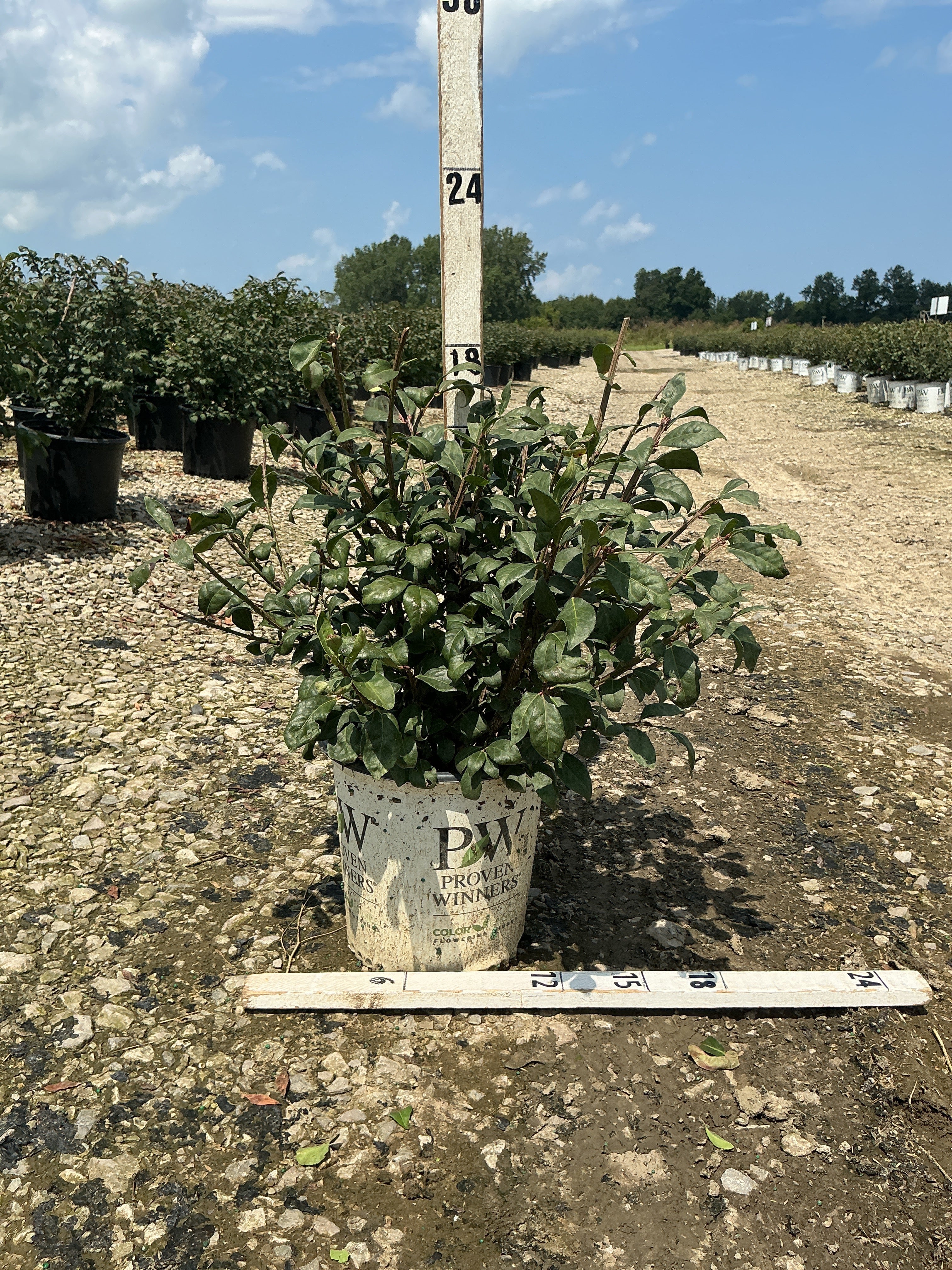 Euonymus alatus 'Select'
