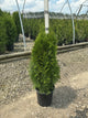 Thuja occidentalis 'Smaragd'