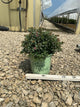 Spiraea empire 'Ice Dragon'