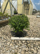 Spiraea japonica 'Little Princess'