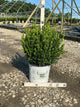 Buxus microphylla 'Sprinter'