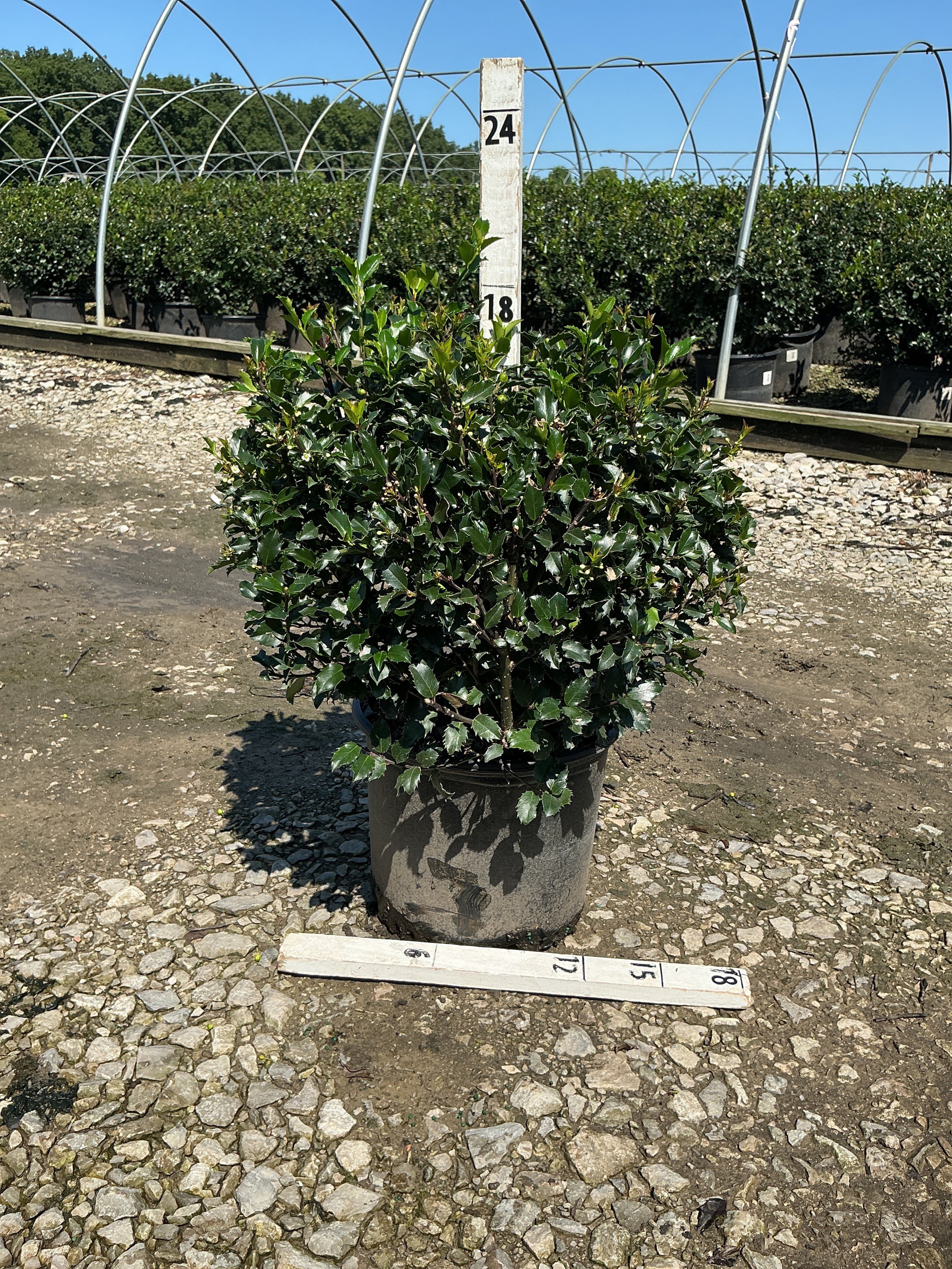 Ilex x meserveae 'Royal Family'