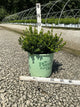 Buxus microphylla 'Little Missy'