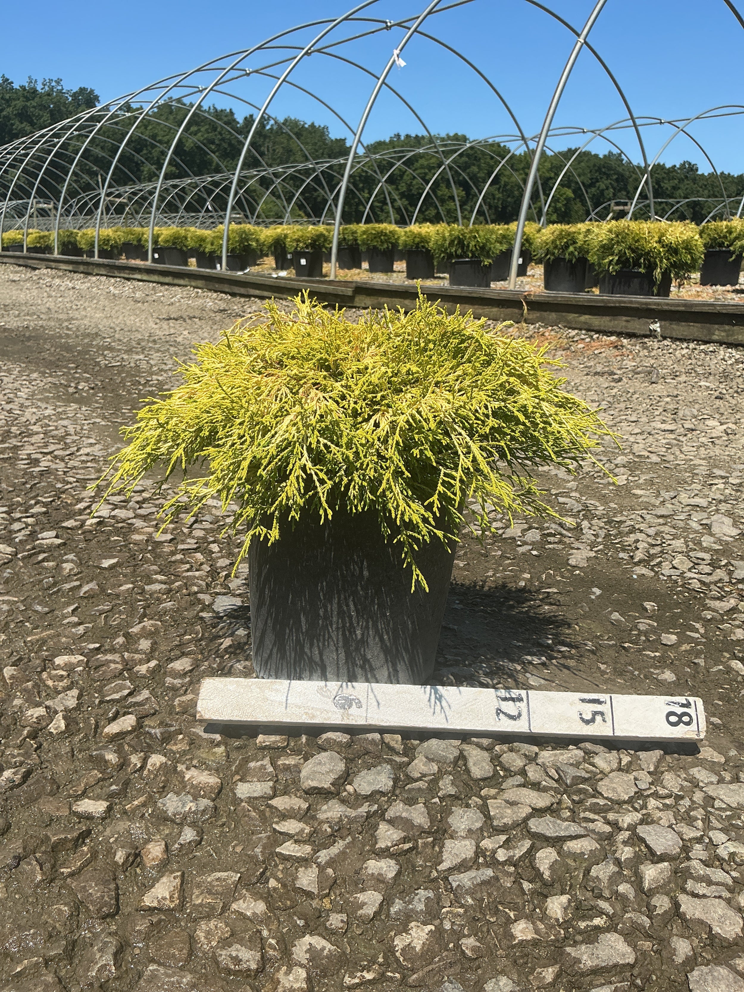 Chamaecyparis pisifera 'Mops'