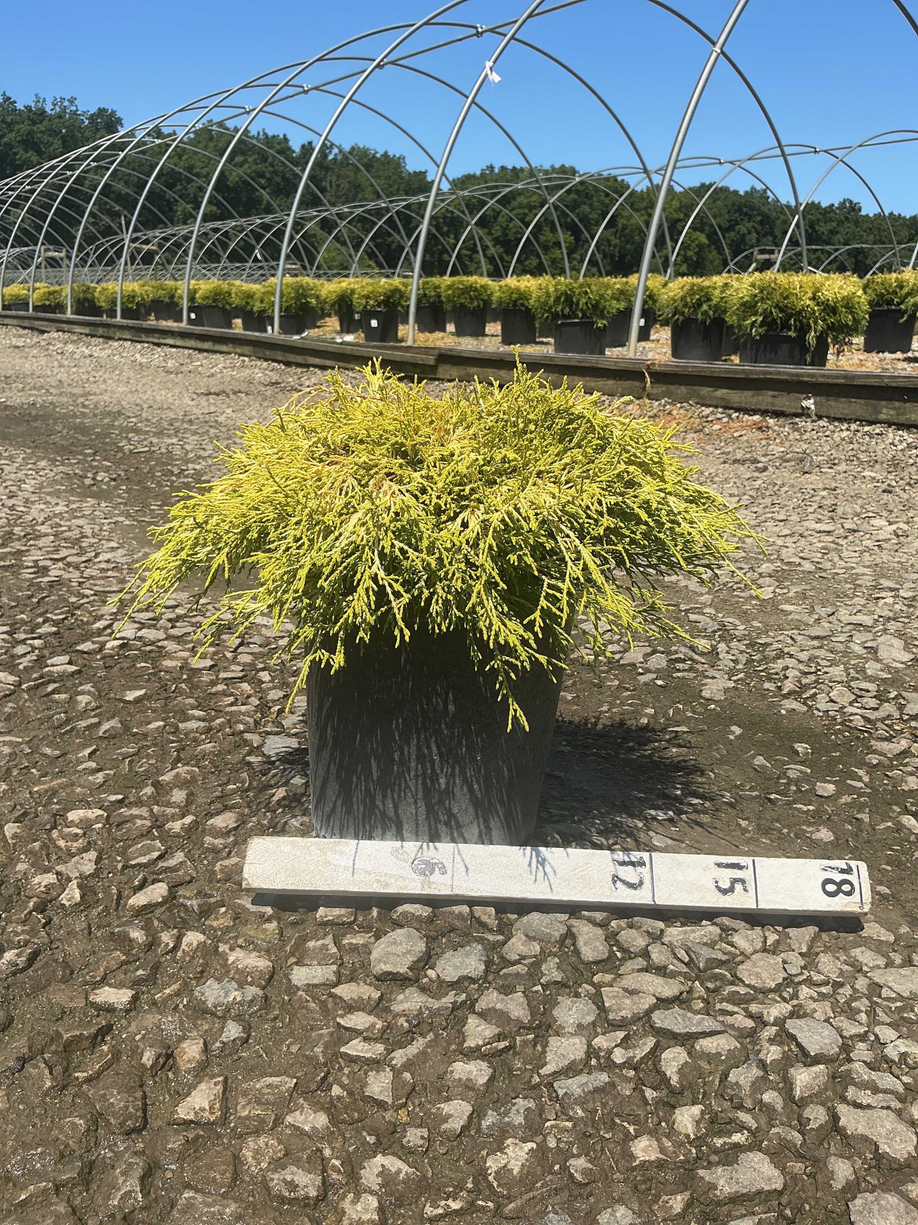 Chamaecyparis pisifera 'Mops'