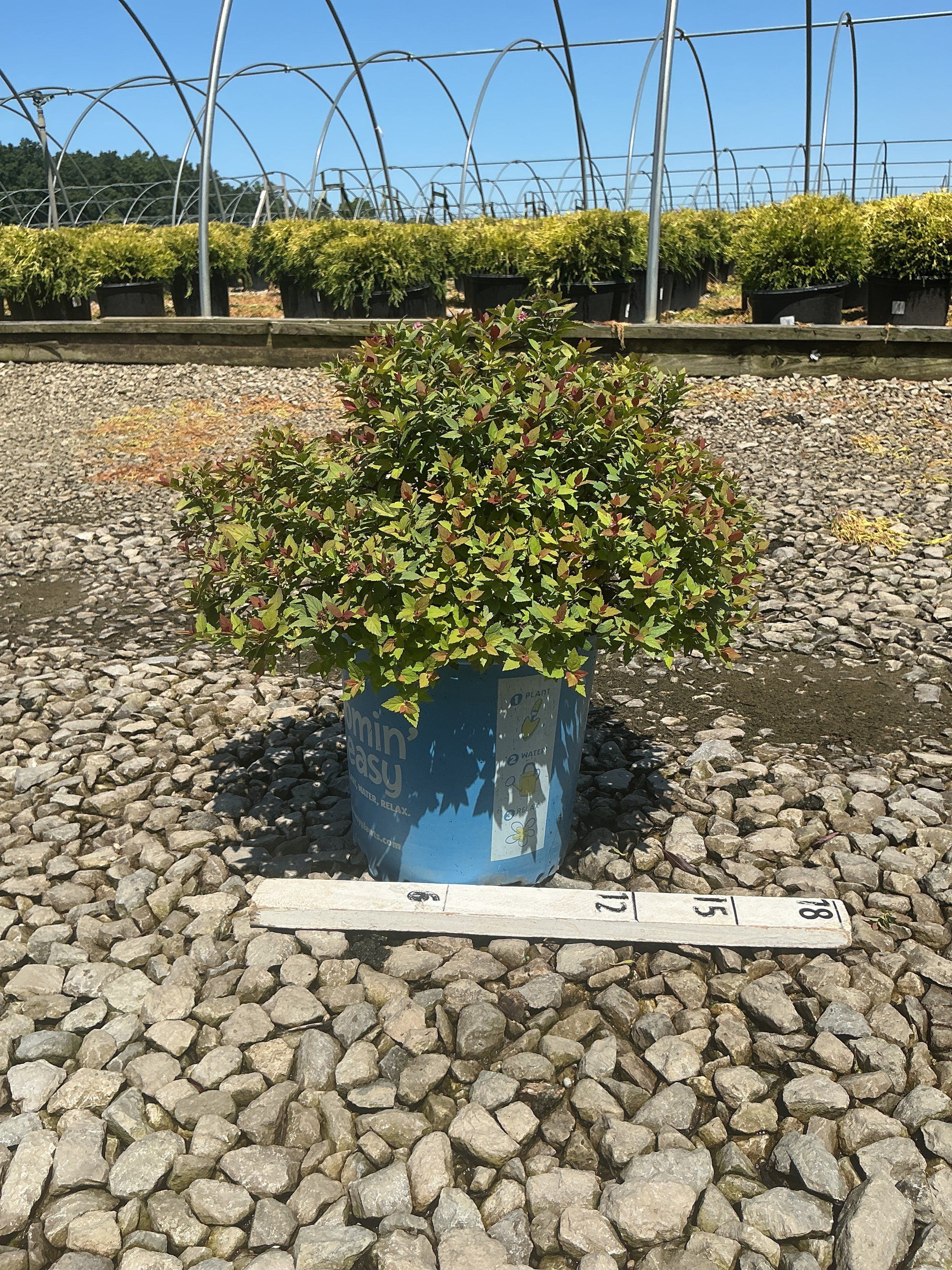 Spiraea JAP 'Rainbow Fizz'