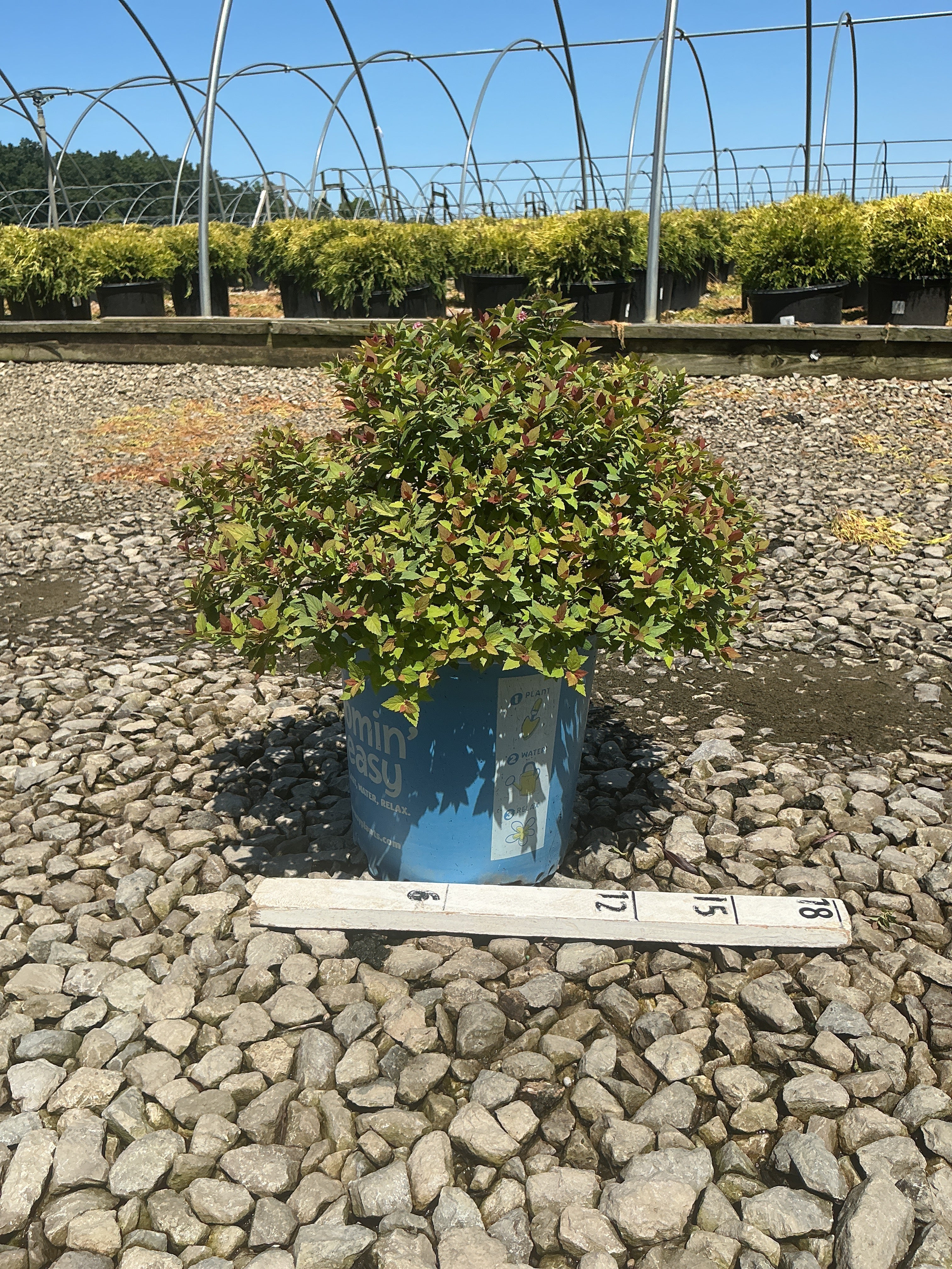 Spiraea JAP 'Rainbow Fizz'