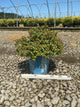 Spiraea JAP 'Rainbow Fizz'