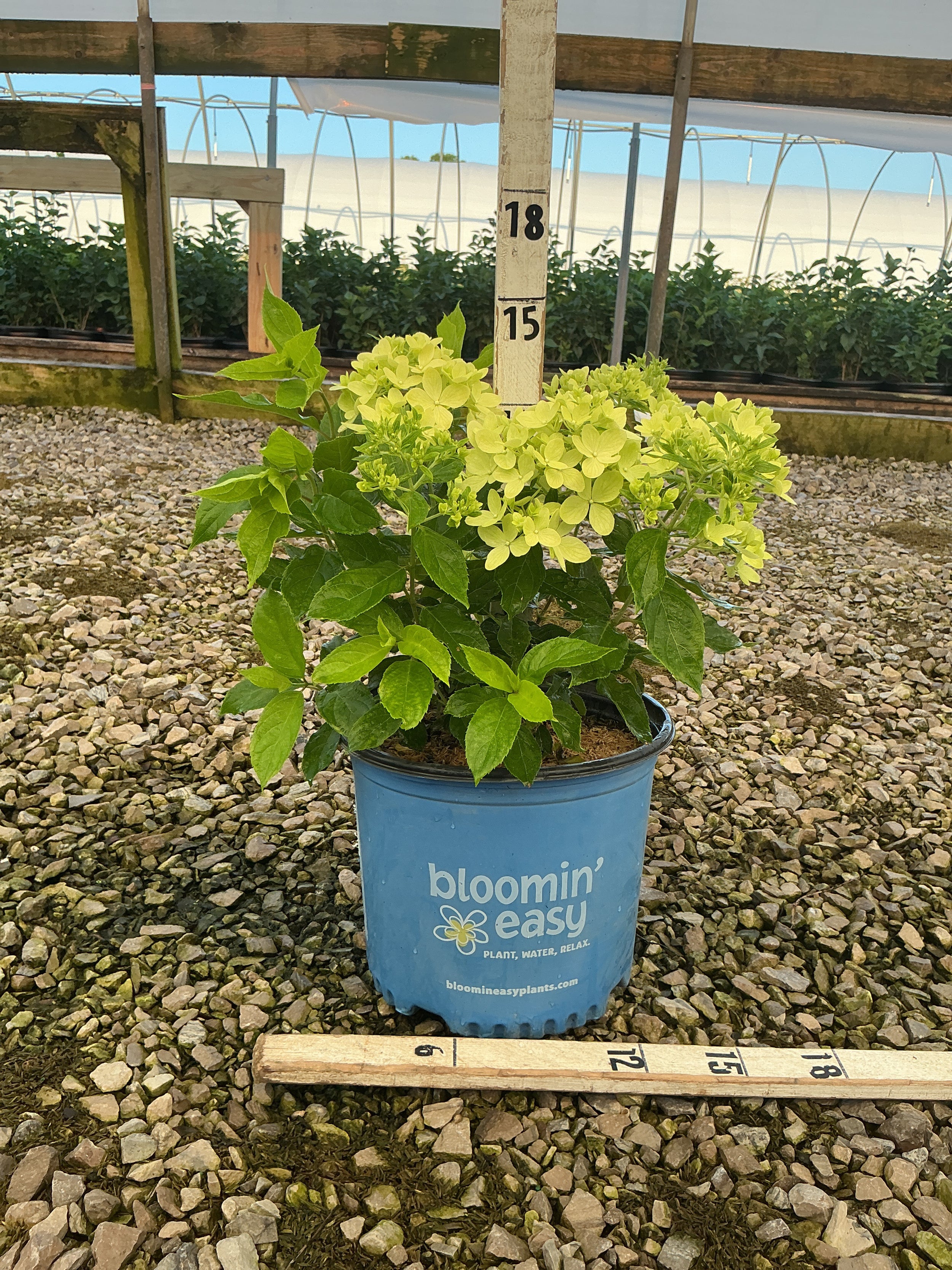 Hydrangea paniculata Bubble Bath™ ‘HYLV19557‘