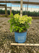 Hydrangea paniculata Bubble Bath™ ‘HYLV19557‘