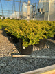 Ilex crenata 'Drops of Gold'
