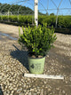 Buxus newgen 'Freedom'