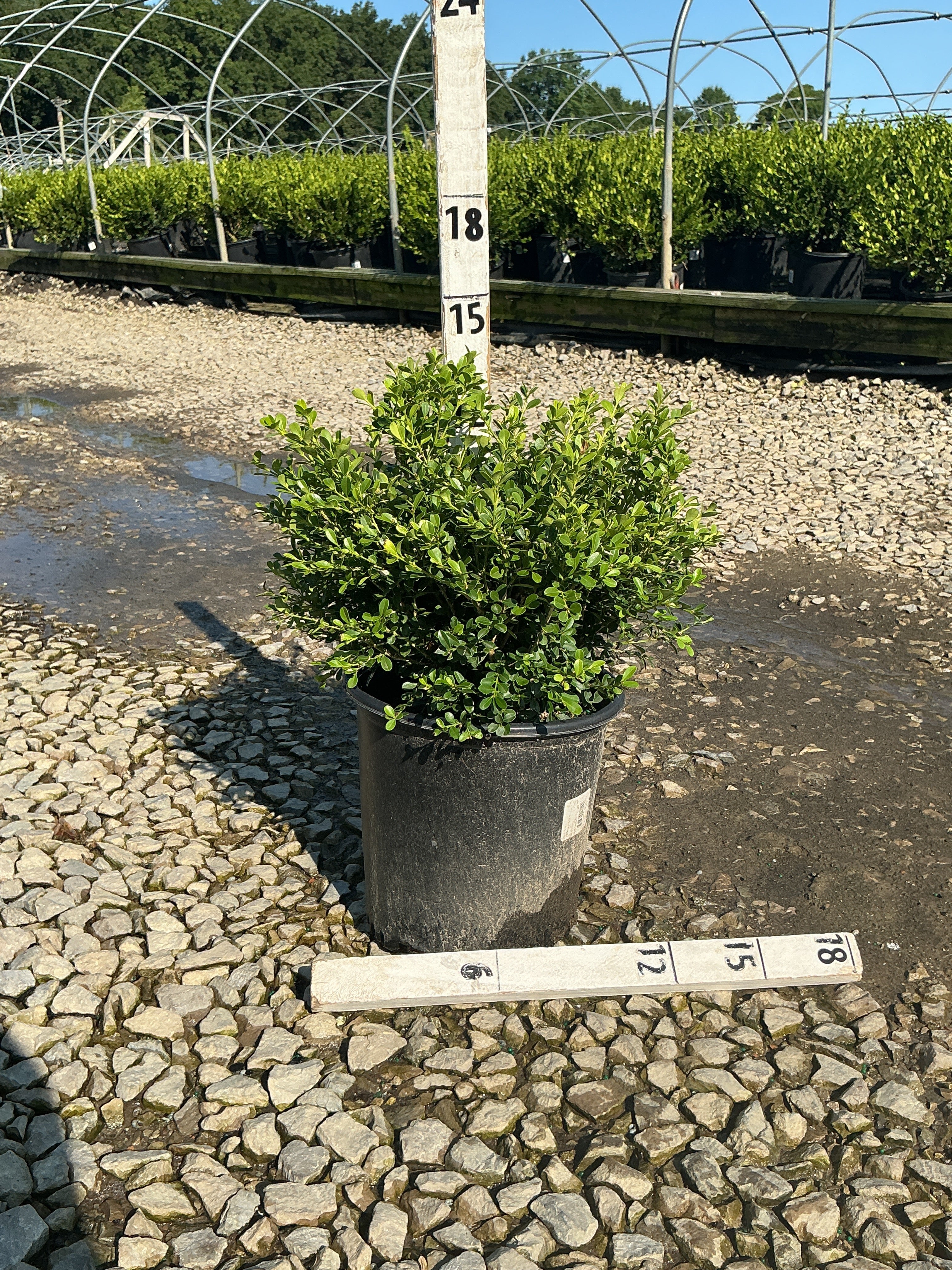 Buxus microphylla 'Franklin's Gem'