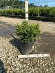 Buxus microphylla 'Franklin's Gem'