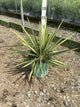 Yucca filamentosa 'Color Guard'
