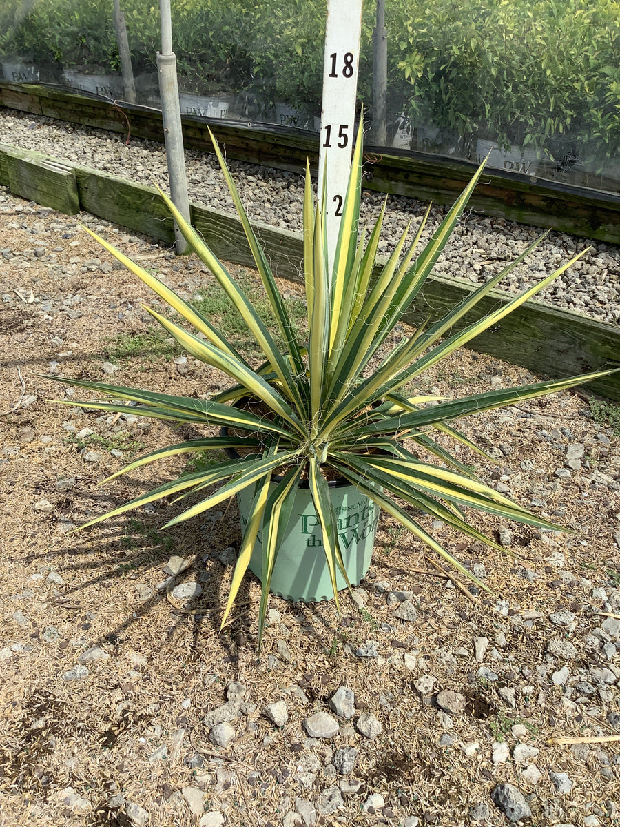 Yucca filamentosa 'Color Guard'