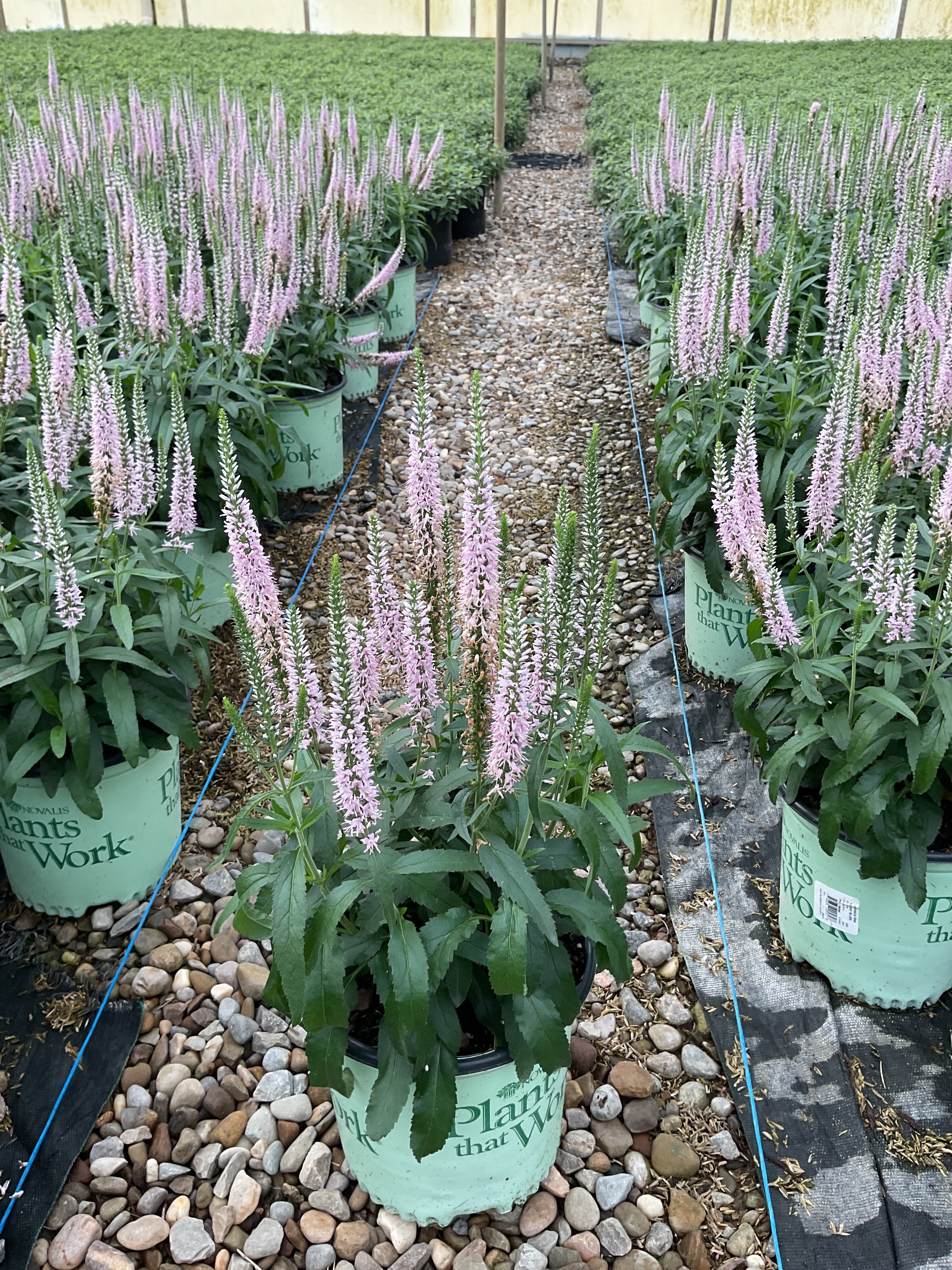 Veronica 'Pink Moody Blues'