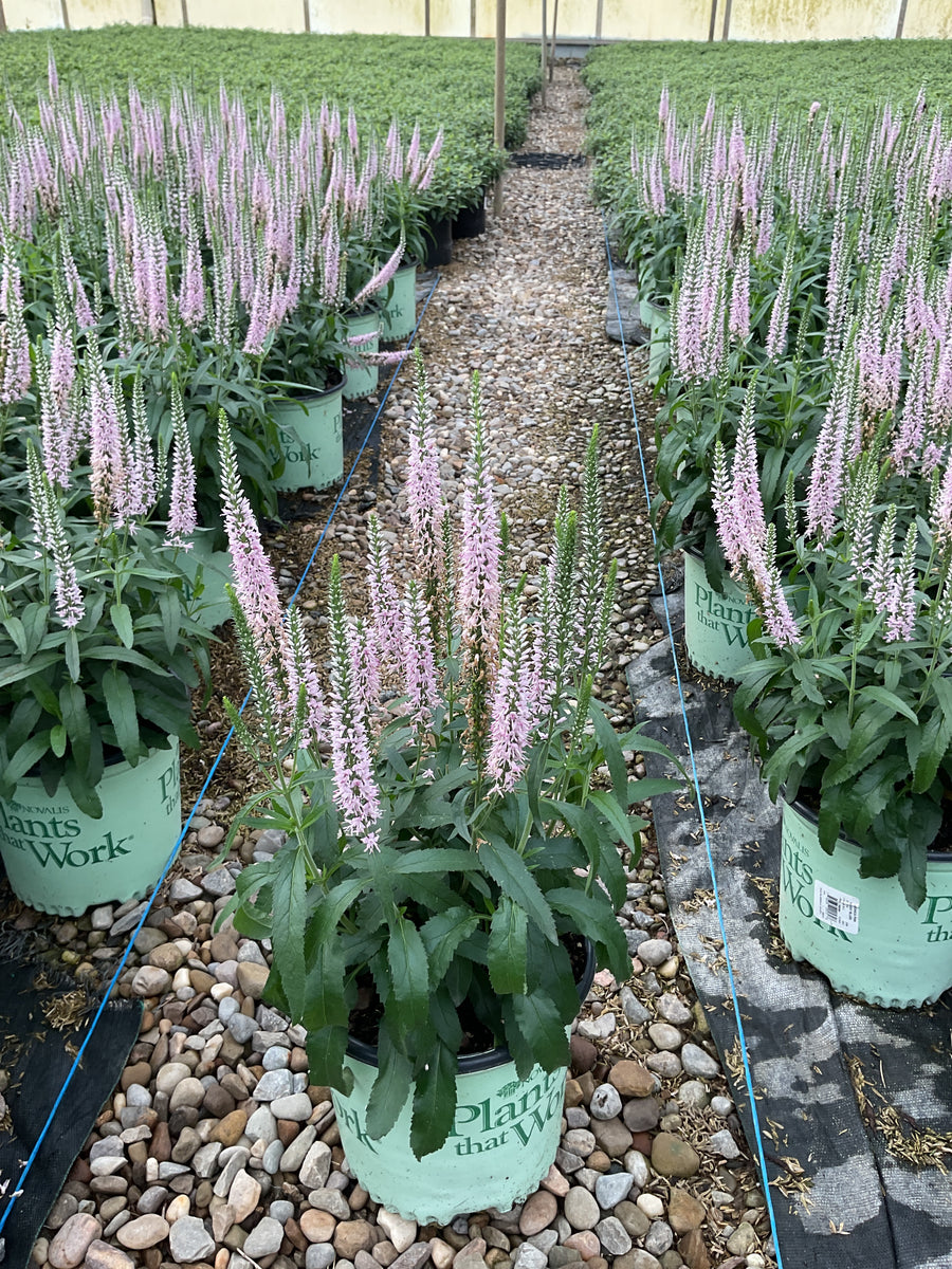 Veronica 'Pink Moody Blues'
