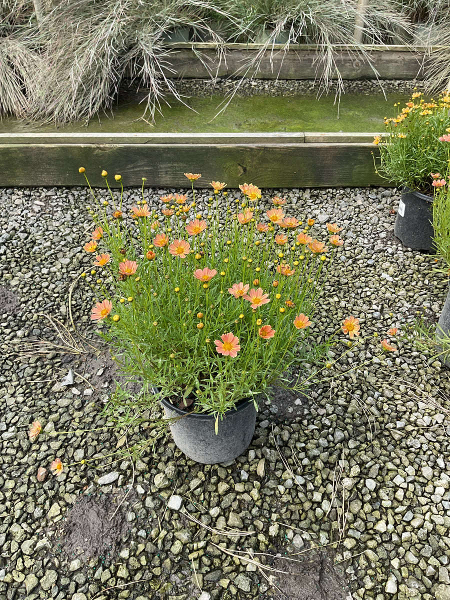Coreopsis verticillata 'Novcorcar'