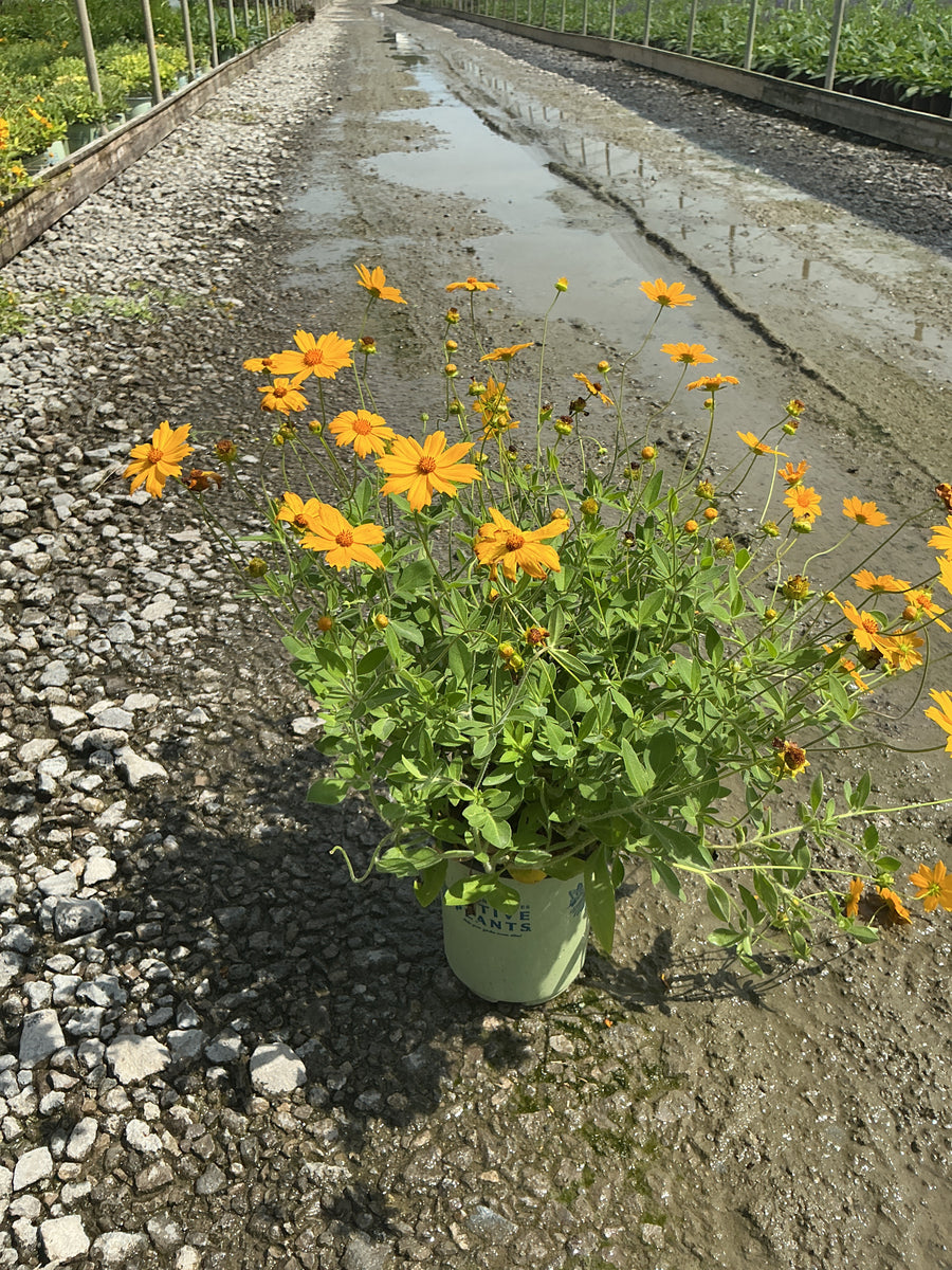 Coreopsis sunshine 'Superman'