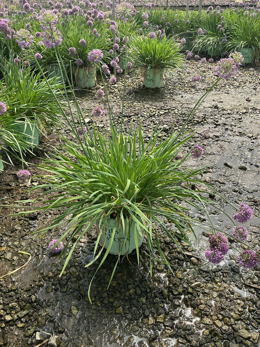 Allium medusa