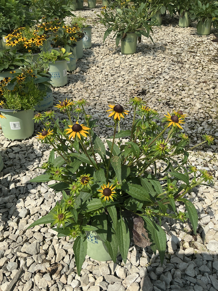 Rudbeckia fulgida var. sullivantii 'Little Goldstar'