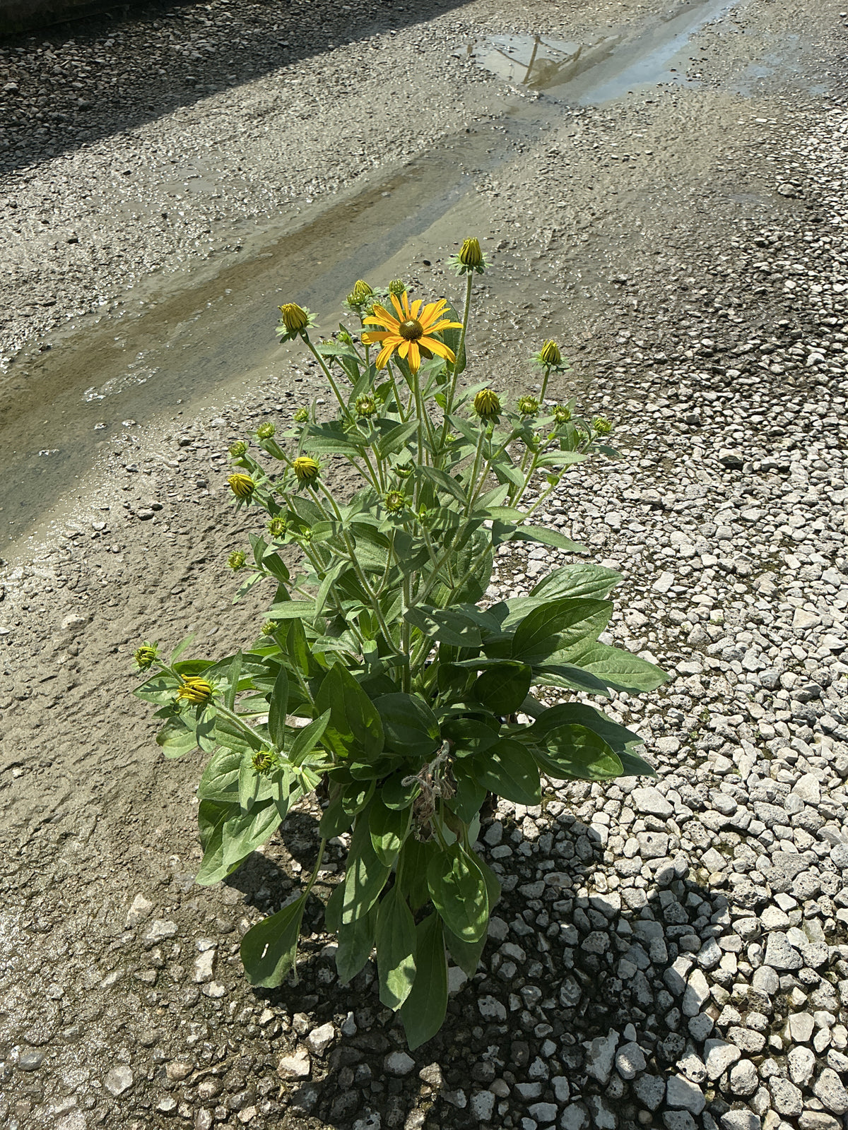 Rudbeckia x 'Glitters Like Gold'