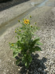 Rudbeckia x 'Glitters Like Gold'