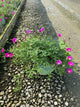 Callirhoe involucrata