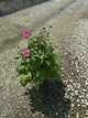 Anemone 'Fall In Love Sweetly'