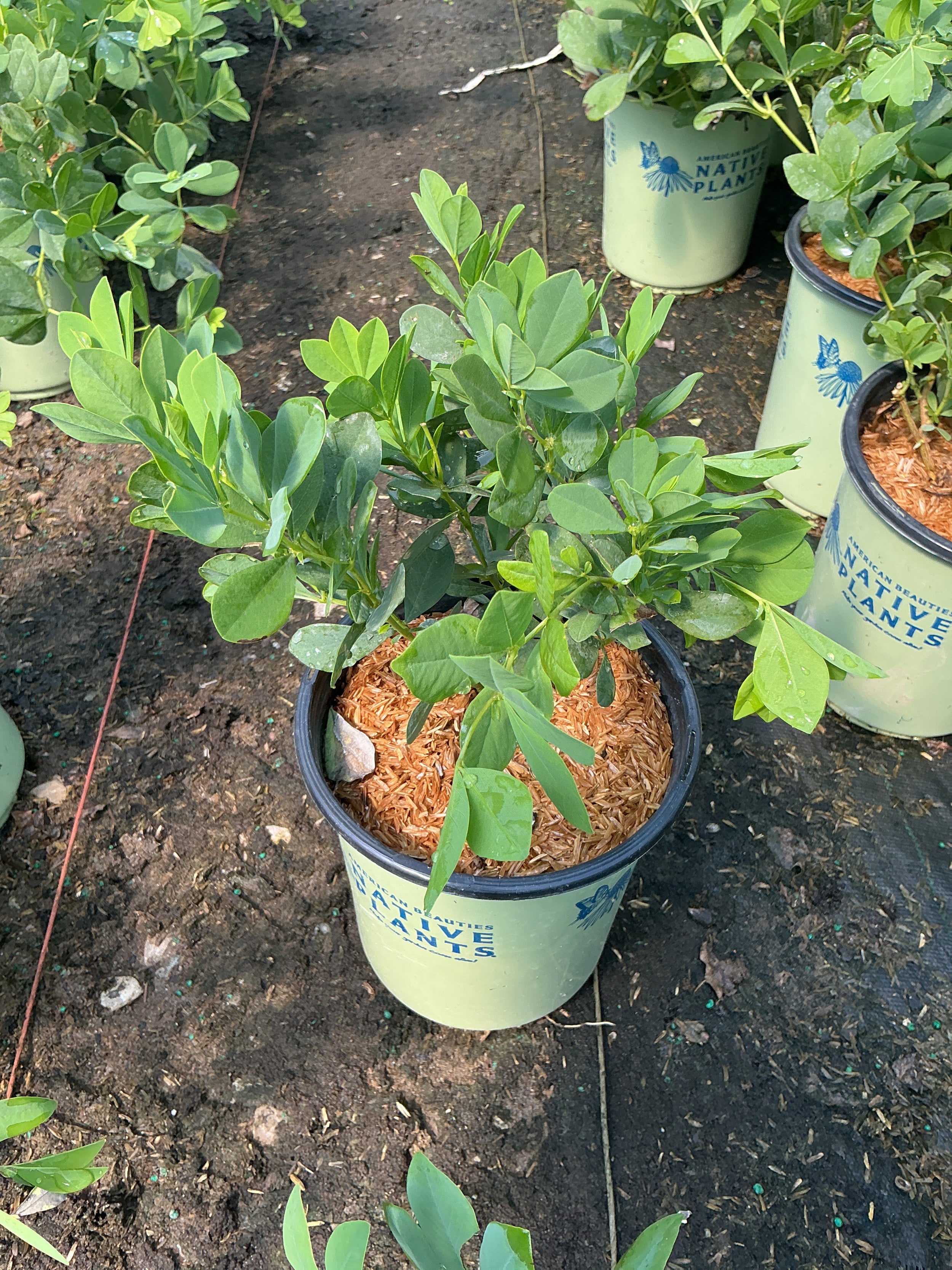 Baptisia australis