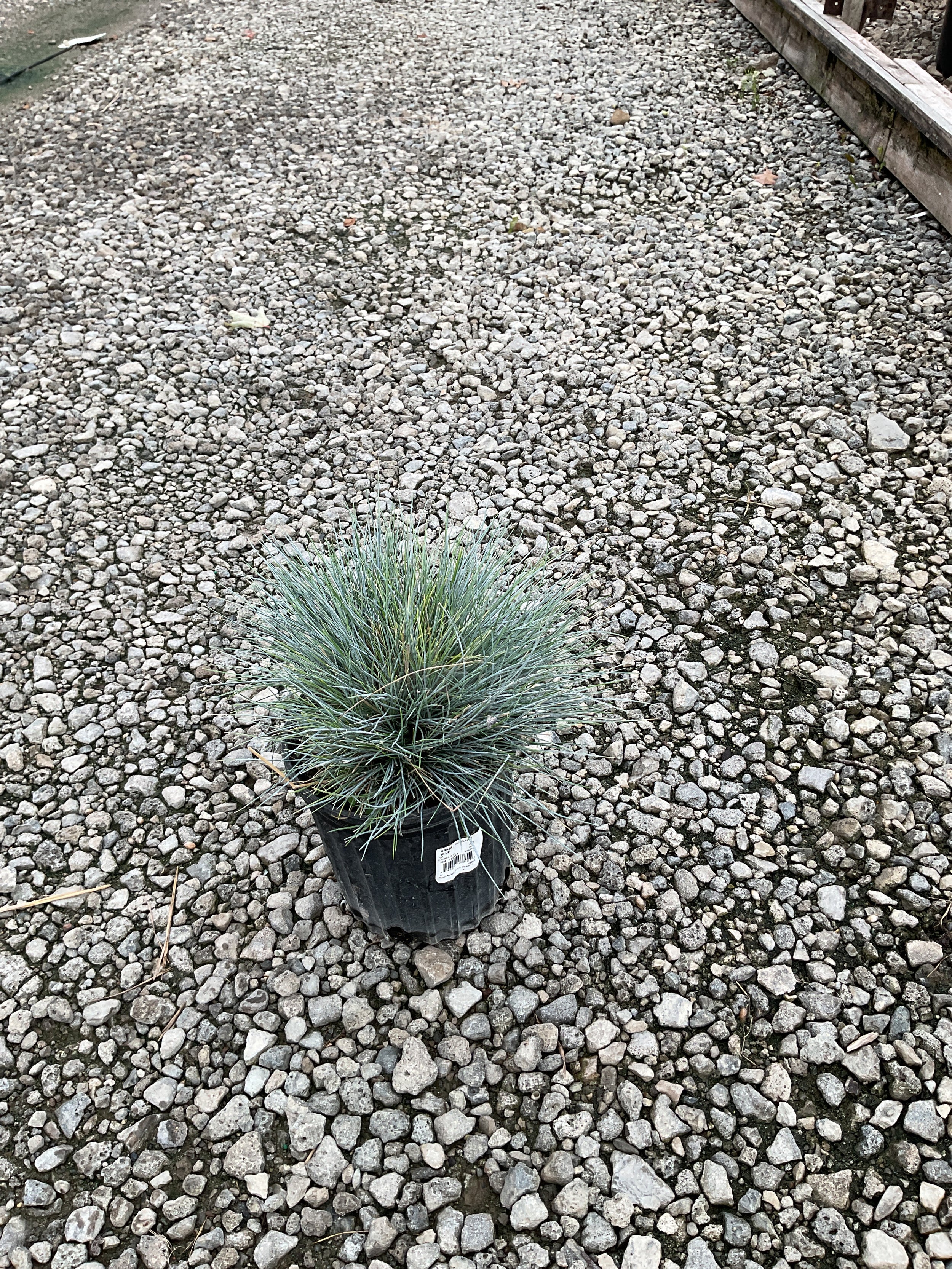 Festuca glauca 'Elijah Blue'