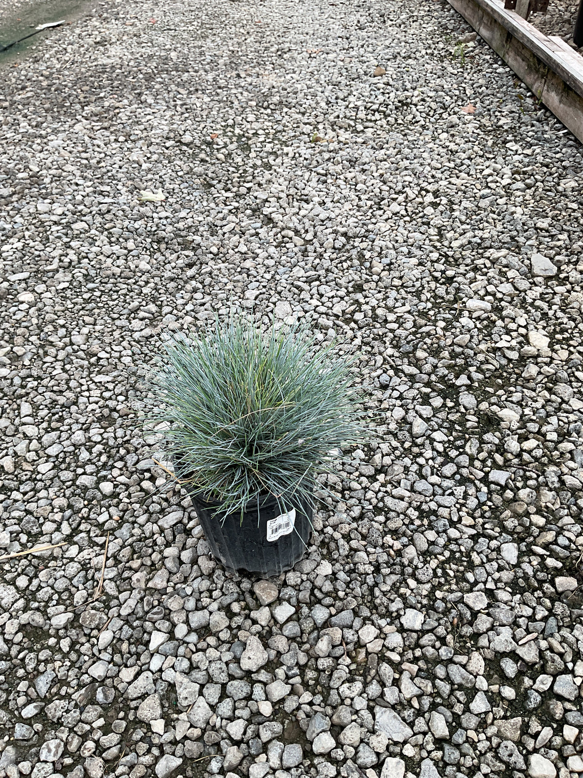 Festuca glauca 'Elijah Blue'