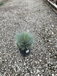 Festuca glauca 'Elijah Blue'
