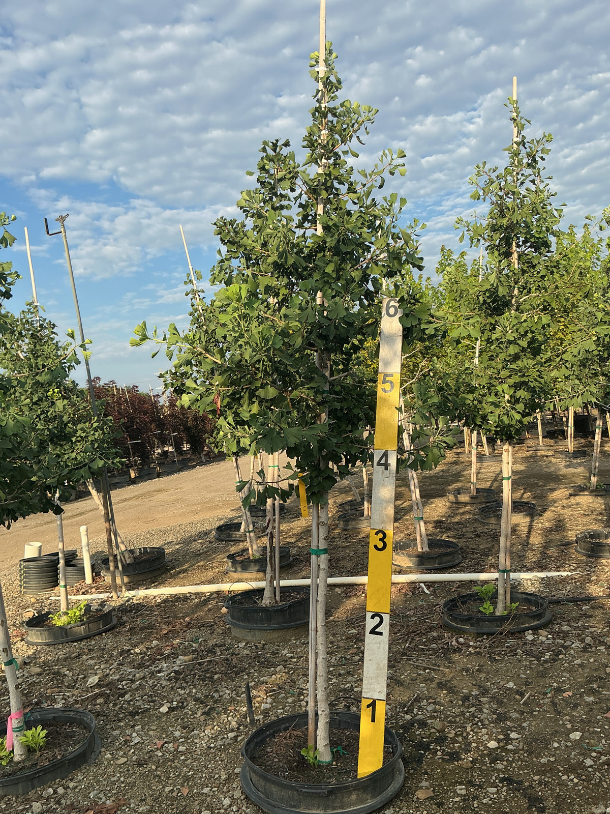 Ginkgo biloba 'Princeton Sentry'