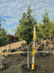 Ginkgo biloba 'Princeton Sentry'
