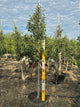 Ginkgo biloba 'Princeton Sentry'